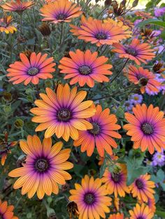 many orange and purple flowers in a garden