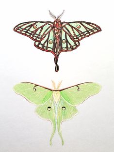 two moths, one green and the other red