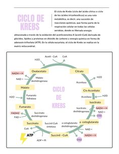 an info sheet with the words ciclo de krebs in different languages