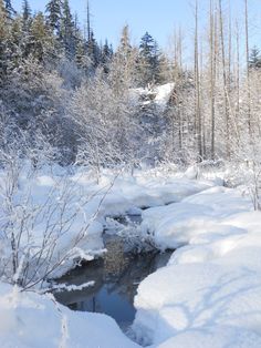 a stream running through a snow covered forest