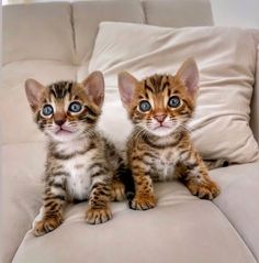 two small kittens sitting on top of a couch next to each other with blue eyes