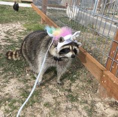 a raccoon wearing a unicorn hat standing next to a fence