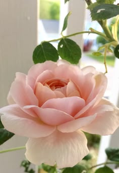 a pink rose is blooming in a vase on the table next to a white fence