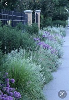 purple and white flowers line the side of a sidewalk