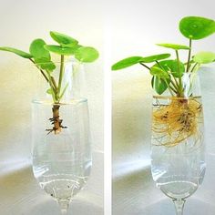 two pictures of plants in glass vases with water and dirt on the bottom one