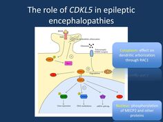 CDKL5 – this is what you need to know in 2015 Dna Methylation, Gene Expression, Special Needs