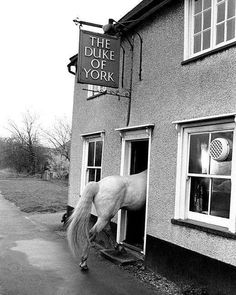 a horse is standing in the doorway of a building that says the duke of york