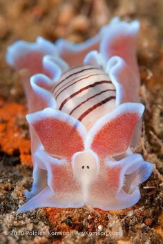 a close up of a sea anemone on the ground