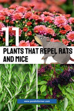 plants that repel rats and mice