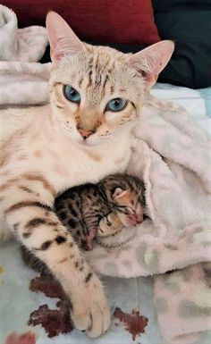 a cat laying on top of a baby kitten under a blanket with it's eyes open