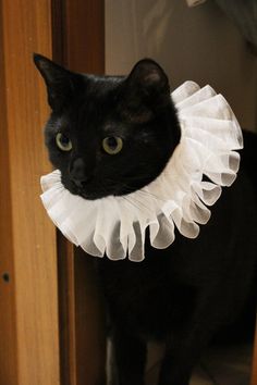 a black cat wearing a white ruffle collar