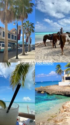 there are pictures of horses on the beach and in the water, with palm trees