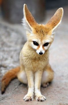 a small brown and white fox sitting on the ground