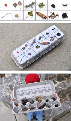 an egg carton filled with lots of different types of bugs and other things in it