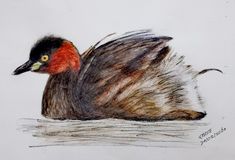 a drawing of a bird with red head and black body sitting on the water in front of white background