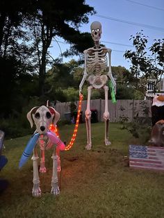 two skeleton dogs are in the yard playing with toys