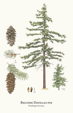 the different types of pine trees are depicted in this illustration, including cones and leaves