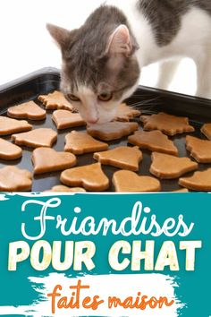 a cat standing on top of a pan filled with cookies