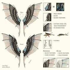 an image of different types of wings