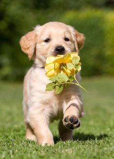 a puppy running with a flower in its mouth