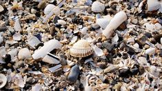 shells and seaweed on the sand at the beach