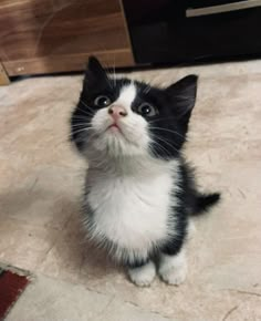 a black and white kitten sitting on the floor looking up