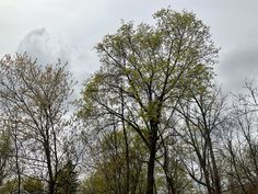 the trees are starting to change color in the fall