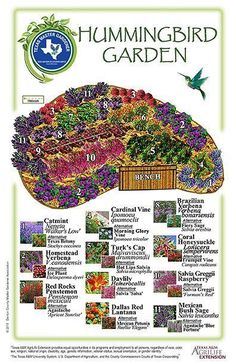 the hummingbird garden poster is shown with many different types of flowers and plants in it