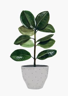 a potted plant with green leaves in it