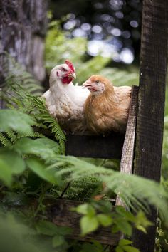 two chickens are sitting in the middle of ferns