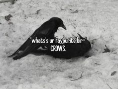 a black bird sitting on top of snow covered ground next to a caption that reads, what's ur favorite bird crows