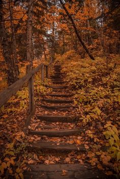 a set of stairs in the middle of a forest with leaves on the ground and trees all around