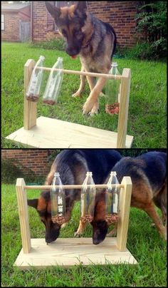 two pictures of a dog playing with empty water bottles in the grass, and another photo of a german shepherd