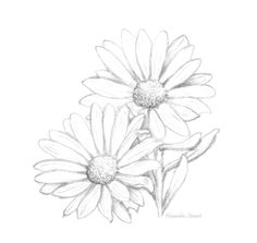 a drawing of three daisies on a white background