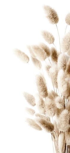 some white flowers are in a glass vase