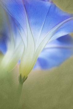 a blue and white flower is shown in this artistic photo, with soft focus on the petals