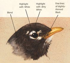 the parts of a bird's head are labeled with their names and description on it