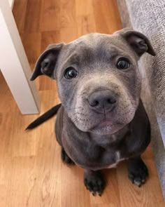 a gray dog sitting on top of a wooden floor