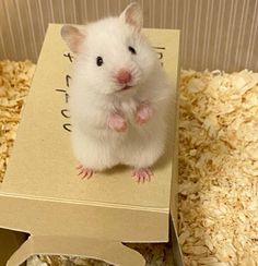 a white hamster sitting on top of a cardboard box