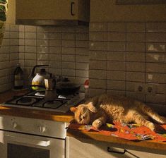 an orange cat laying on top of a kitchen counter