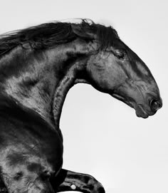 a black and white photo of a horse in the air with it's front legs spread out