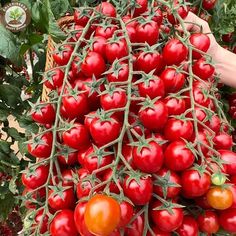 a large bunch of tomatoes hanging from a vine in a garden with someone holding it