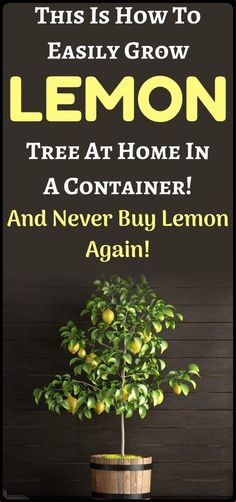 a lemon tree with the words, this is how to easily grow lemon tree at home in a container and never buy lemon again again