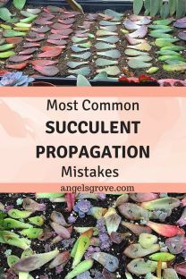 the words most common succulent propagation mistakes on top of plants