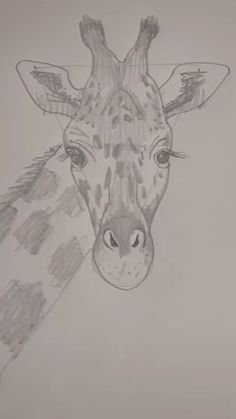 a pencil drawing of a giraffe's head