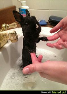 a small black dog sitting in a bathtub being held by someone's hands