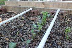 some plants are growing out of the ground in a raised garden bed with plastic pipes