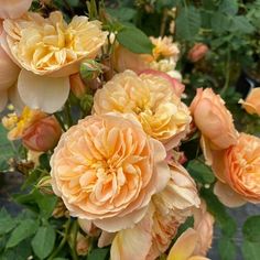 some very pretty orange flowers in the middle of it's blooming season with green leaves