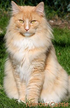 an orange and white cat sitting in the grass