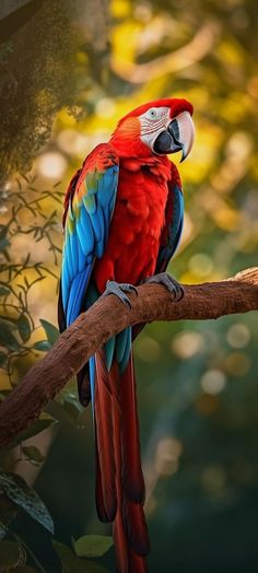 a red and blue parrot sitting on top of a tree branch